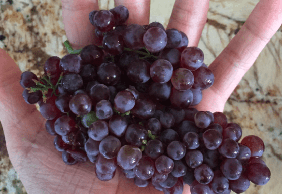 small grapes