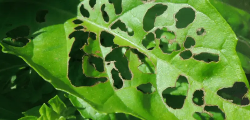 holes in basil leaves