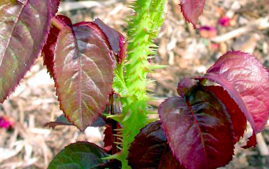 rose bush leaves turning red