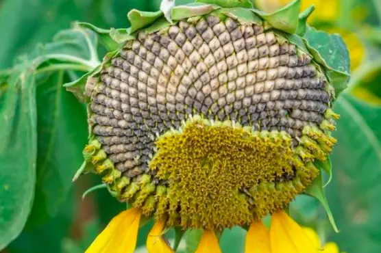 The natural lifecycle of a sunflower 