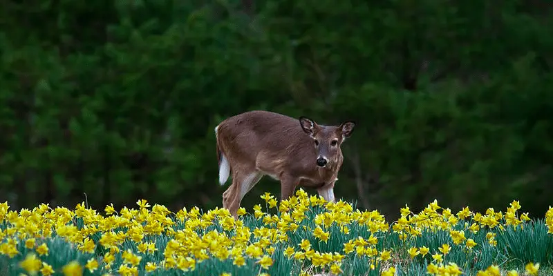 do deer eat daffodils