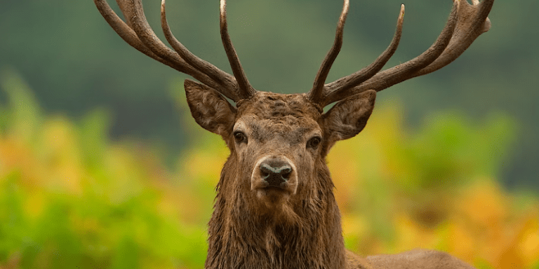 Do Deer Eat Irises Deer Resistant Perennials