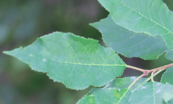 chokecherry leaves