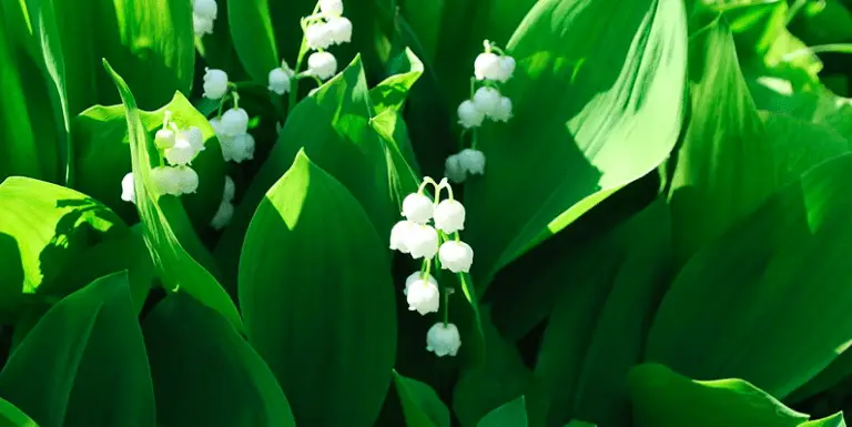 lily of the valley deer