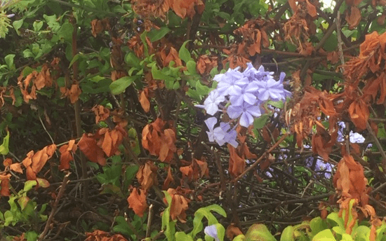 Brown Plumbago