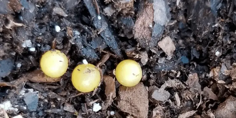 yellow soil balls