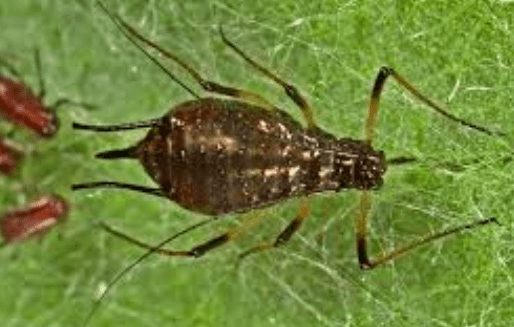 Cornflower Aphid