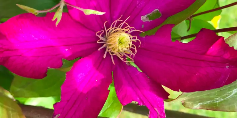 Clematis holes