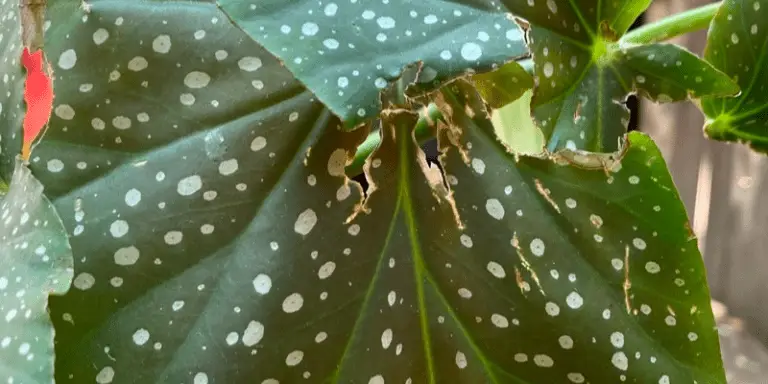 begonia holes in leaves