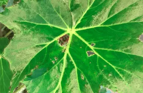 chewed begonia leaf