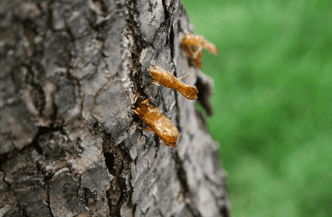 lilac borers