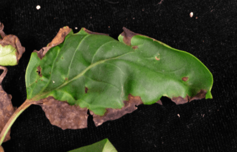 Lilac Leaf Blight