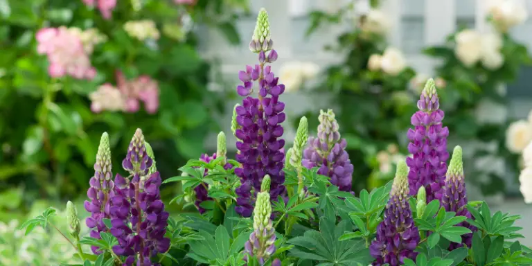 lupin growing in pots