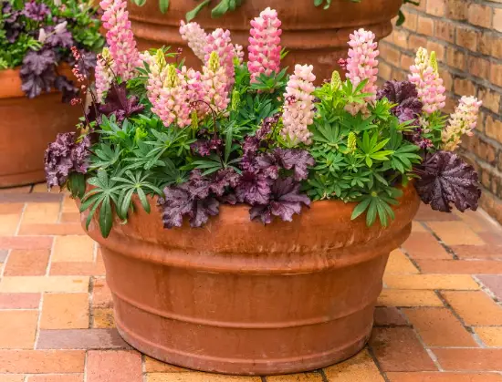 potted lupin on patio