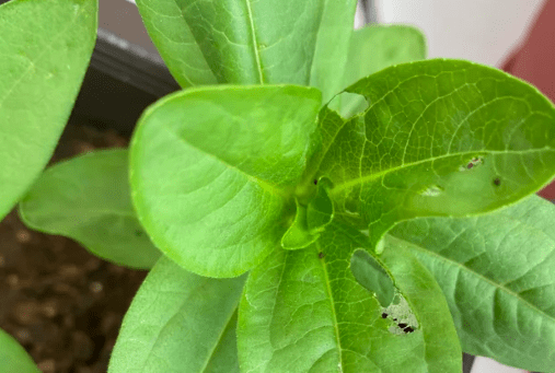 Holes in Zinnia Leaves