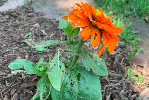 Holes in Zinnia Petals