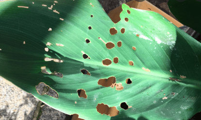 Holes in Iris Leaves