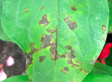 Brown Zinnia Leaf