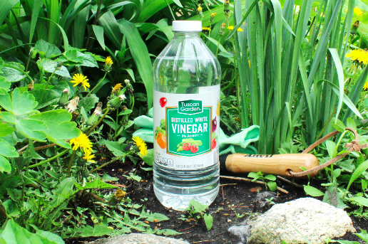 vinegar pest control