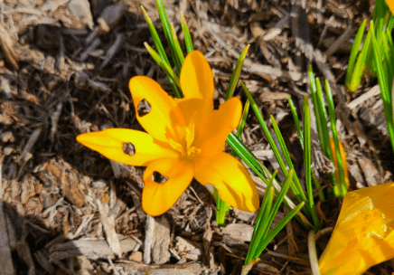 holes in crocus petals