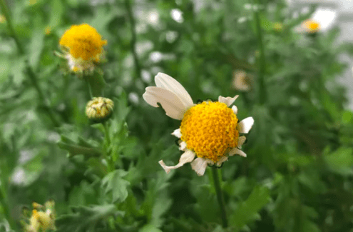 Destroyed Chrysanthemum Flowers