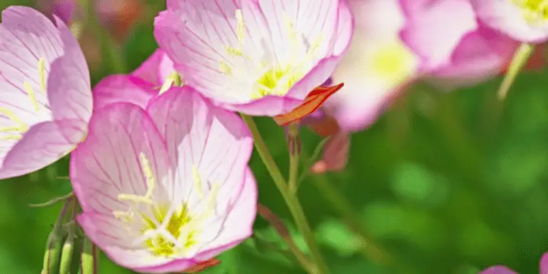 Evening Primrose Flower