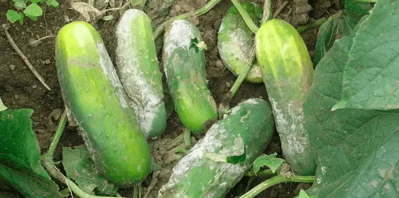 overwatered cucumbers