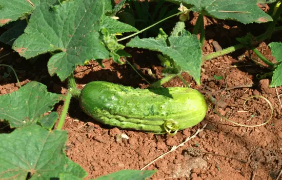 Cucumber in Sandy Soil