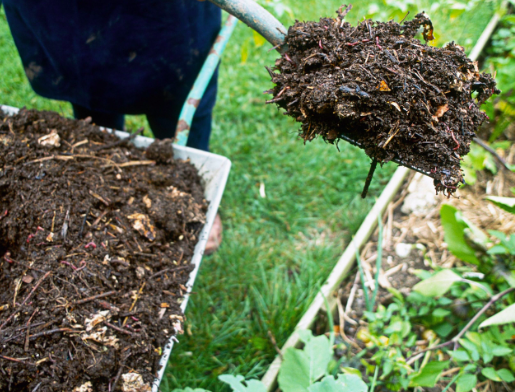 Mulching will keep roots warm