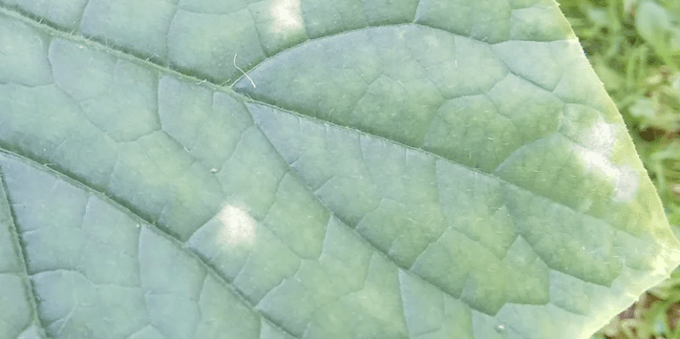 white spots on cucumber