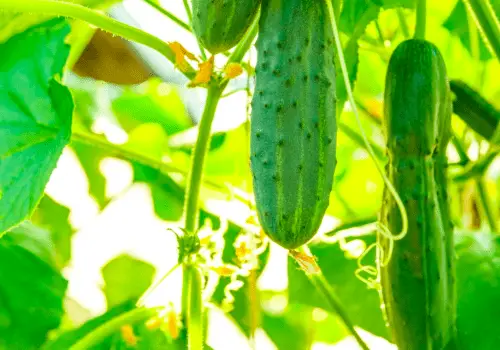 Cucumber Plant in the Sun