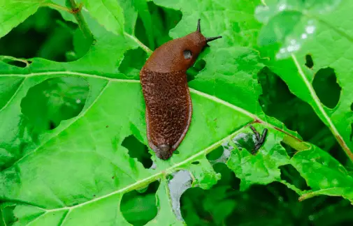 Slugs are Notorious for Eating Pepper Plants