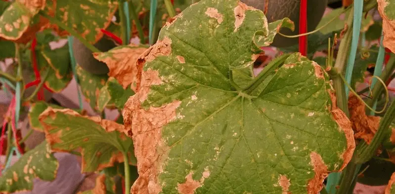 brown cucumber leaves