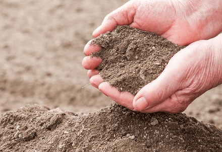 Sandy Soil for Podocarpus