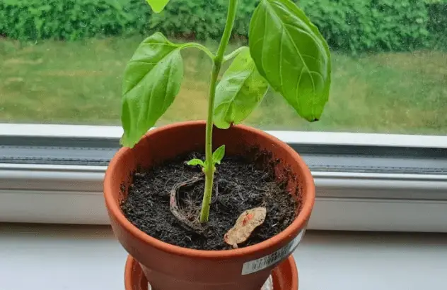 Basil brought inside for winter