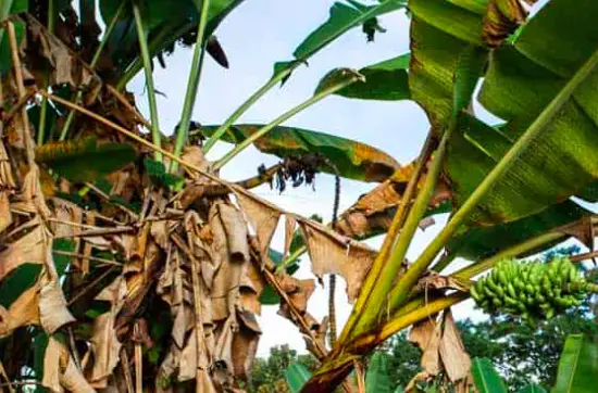 What happens if you dont overwinter banana tree