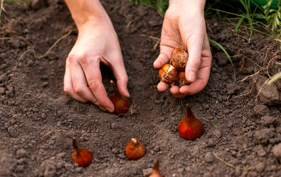 Replanting Tulips