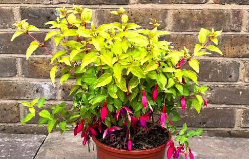 fuchsia in pots