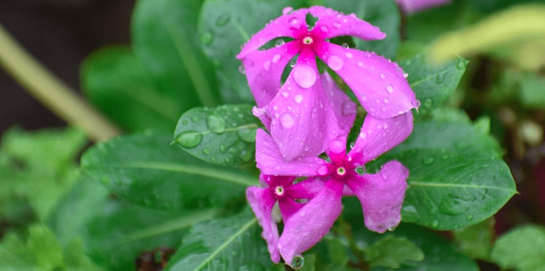 watering vinca