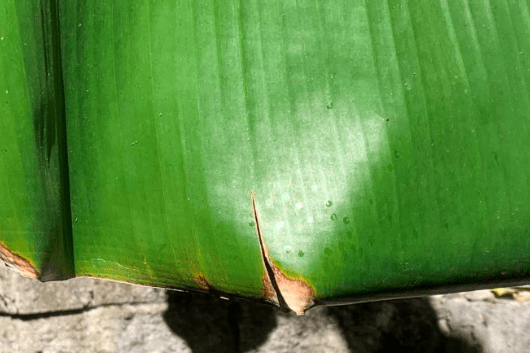 sun scorched banana plant