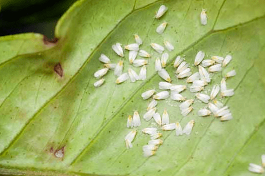 whiteflies causing brown spots