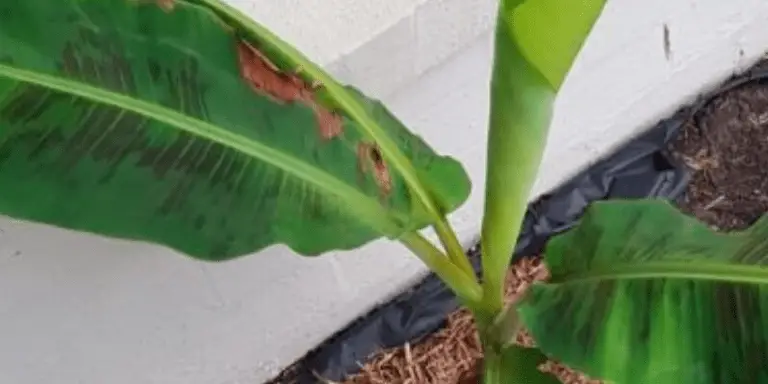 brown edges on banana plant