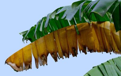 Banana Plant Leaves Turning Brown on Edges