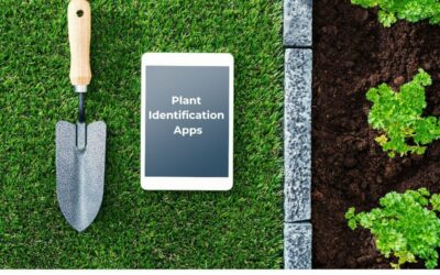The Best 3 Plant Identification Apps