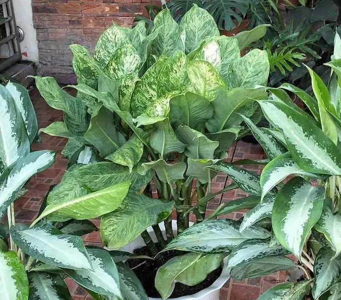 Understanding the Causes for Dieffenbachia Holes in Leaves